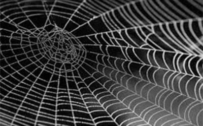 Arachnophobie : La peur des Araignées